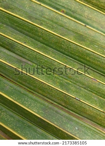 Coconut palm leaf sturcture. parallel combinations.