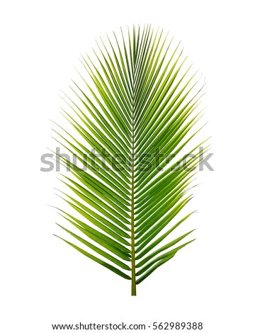 The coconut palm leaves isolated on white background. This has clipping path.                                 