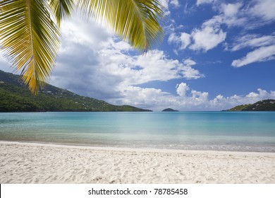 Coconut palm on Magens Bay Beach on St. Thomas in US Virgin Islands