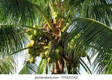 coconut and palm tree