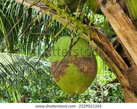 Coconut in a Palm Tree