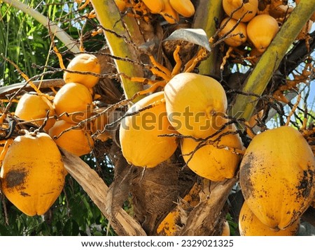 Coconut in a Palm Tree