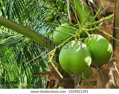 Coconut in a Palm Tree