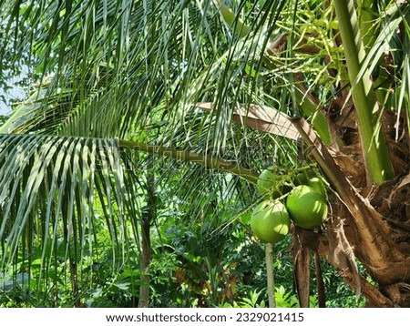 Coconut in a Palm Tree