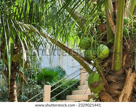 Coconut in a Palm Tree