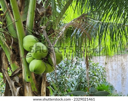 Coconut in a Palm Tree
