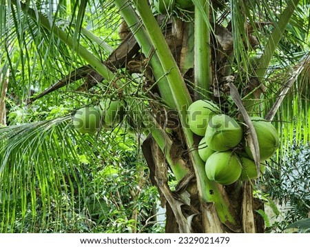 Coconut in a Palm Tree