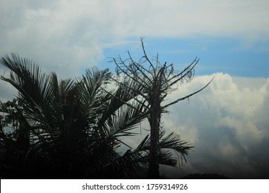 Coconut Palm Tree Black Silhoutte