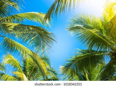 Coconut Palm tree with blue sky,beautiful tropical background. - Powered by Shutterstock