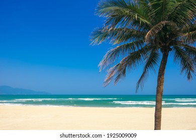 Coconut palm tree at the China Beach, DaNang, Vietnam.