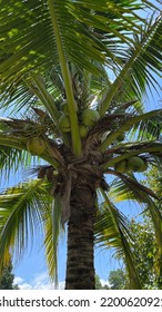 Coconut Palm Tree Close Up