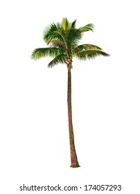 Coconut palm tree, Cocos Nucifera, with green leaves isolated on white background 