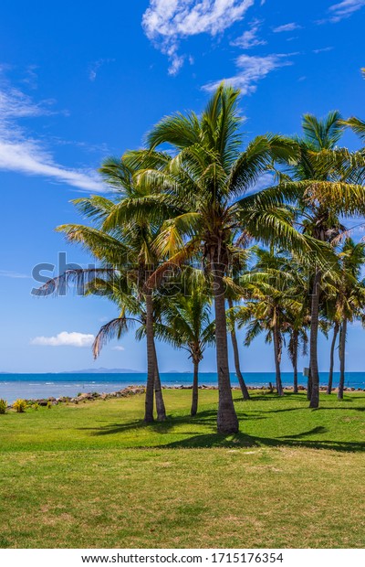 Coconut Palm Tree (Cocos nucifera), with\
coconuts, against a blue sky with fluffy\
clouds.