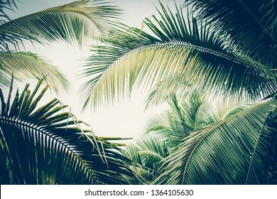 Coconut palm tree foliage under sky. Vintage background. Retro toned poster.