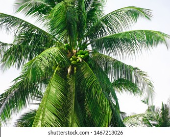 Palma pokok Daun Hovea