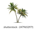 Coconut palm tree isolated on white background. Tropical foliage