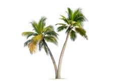 Kokospalmen Einzeln Auf Weißem Hintergrund.