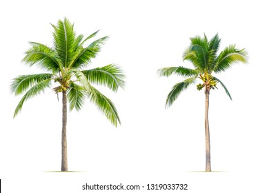 Coconut Palm Tree Isolated On White Background.
