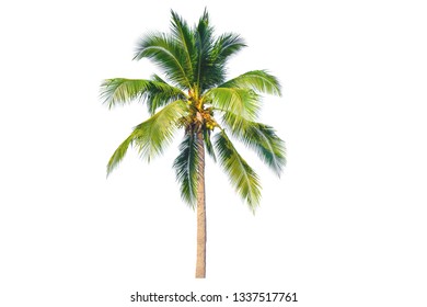 Coconut palm tree isolated on white background. - Shutterstock ID 1337517761