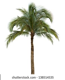 Coconut Palm Tree Isolated On White Background Without Fruit