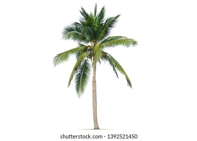 Coconut palm tree isolated on white background. - Shutterstock ID 1392521450