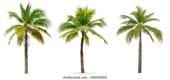 Coconut Palm Tree Isolated On White Stock Photo (Edit Now) 1176448831