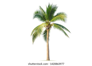 Coconut palm tree isolated on white background. - Shutterstock ID 1420863977