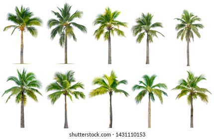 7,310 Palm tree shadow wood Images, Stock Photos & Vectors | Shutterstock