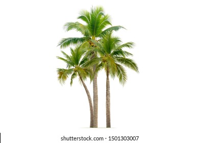 Coconut palm tree isolated on white background. - Shutterstock ID 1501303007