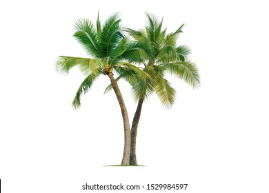 Coconut palm tree isolated on white background. - Shutterstock ID 1529984597