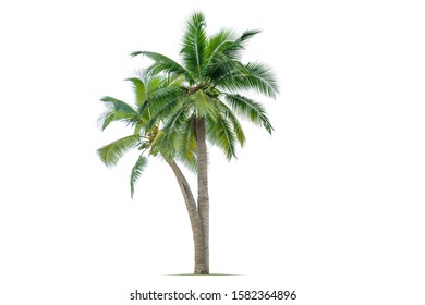 Coconut palm tree isolated on white background. - Shutterstock ID 1582364896