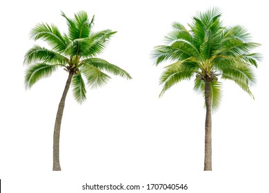 Coconut palm tree isolated on white background. - Shutterstock ID 1707040546