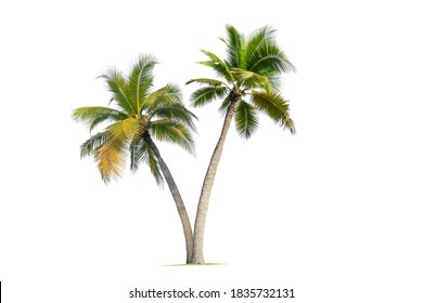 Кокосовая пальма, изолированная на белом фоне.