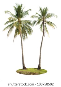 Coconut Palm Tree Isolated On White Background  With Clipping Path