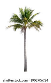 Coconut Palm Tree Isolated On White Background