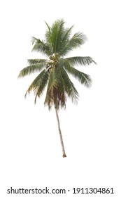  Coconut palm tree isolated on white background                                 