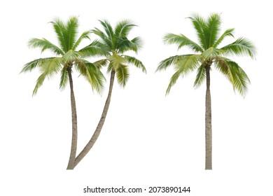 Coconut palm tree isolated on white background. - Shutterstock ID 2073890144