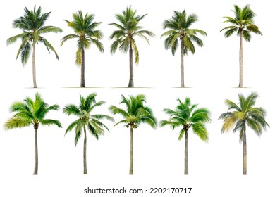 Coconut palm tree isolated on white background. - Shutterstock ID 2202170717