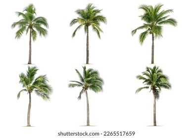 Coconut palm tree isolated on white background. - Shutterstock ID 2265517659