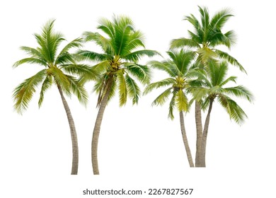 Coconut palm tree isolated on white background. - Shutterstock ID 2267827567