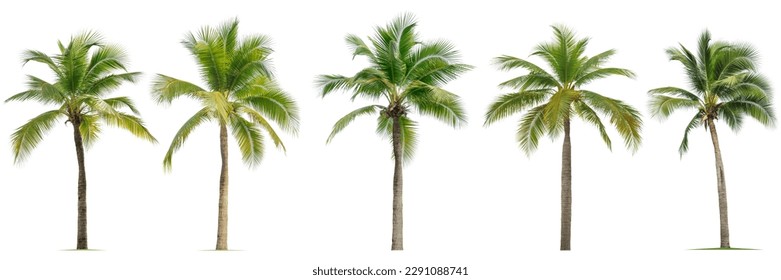 Coconut palm tree isolated on white background.Collection of palm tree. - Shutterstock ID 2291088741