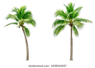 Palmera coco aislada sobre