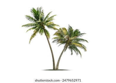 Coconut palm tree isolated on white background. Tropical foliage