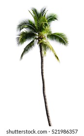Coconut Palm Tree Isolated On White Background 