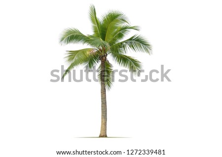 Similar – Image, Stock Photo Coconut palm trees swaying under the sunny Miami sky
