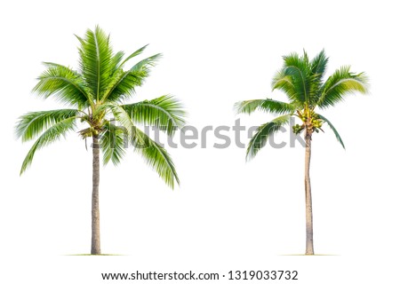 Coconut palm tree isolated on white background.
