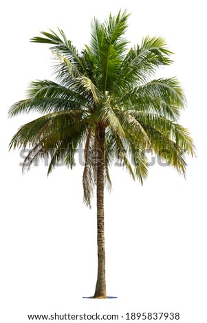 Similar – Image, Stock Photo Coconut palm trees swaying under the sunny Miami sky