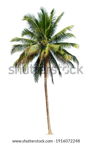 Similar – Image, Stock Photo Coconut palm trees swaying under the sunny Miami sky