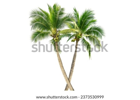 Coconut palm tree isolated on white background.
