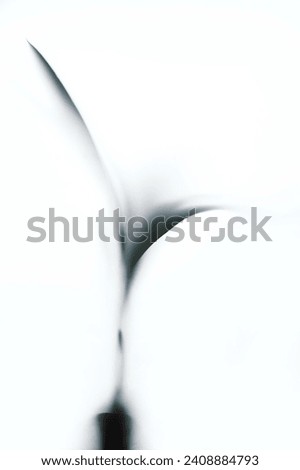 Coconut Palm tree leaves on a transparent matte interior wall. Abstract shadow black white palm leaf shadow on a white wall Background. Blank copy space.